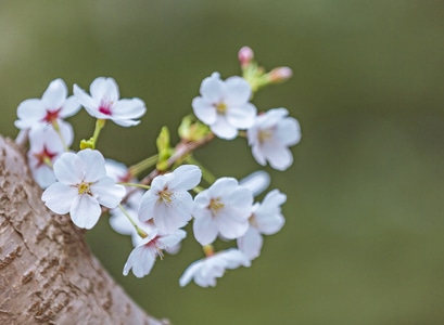 季节-春季-街拍-旅拍-樱花 图片素材