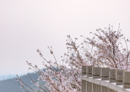 季节-春季-街拍-旅拍-樱花 图片素材
