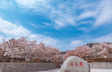 山东邹平-樱花山-景区-旅游-樱花 图片素材