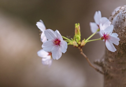 季节-春季-街拍-旅拍-樱花 图片素材