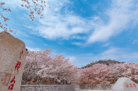 山东邹平-樱花山-景区-旅游-樱花 图片素材