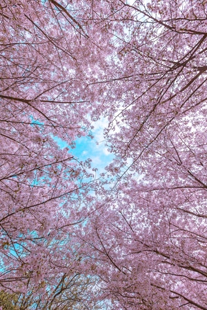 山东邹平-樱花山-景区-旅游-樱花 图片素材