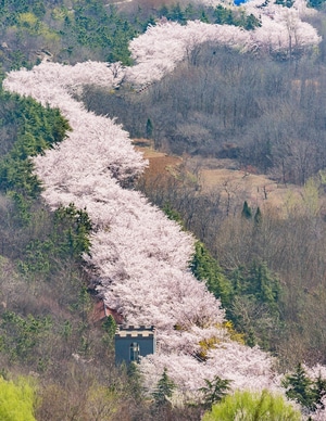 看你的城市-城市-风光-山东邹平-樱花山 图片素材