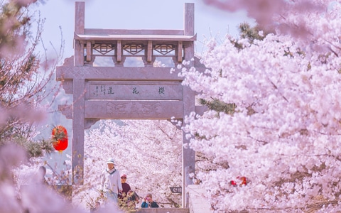 看你的城市-城市-风光-山东邹平-樱花山 图片素材