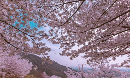 山东邹平-樱花山-景区-旅游-樱花 图片素材