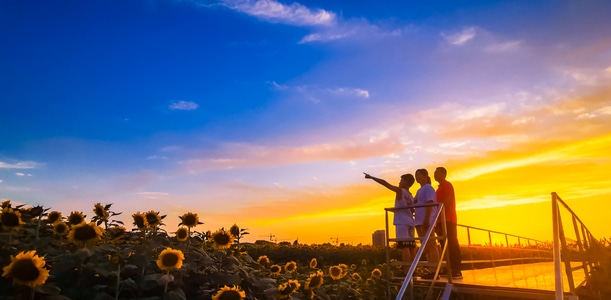我的六月-夕阳-晚霞-向日葵-风光 图片素材