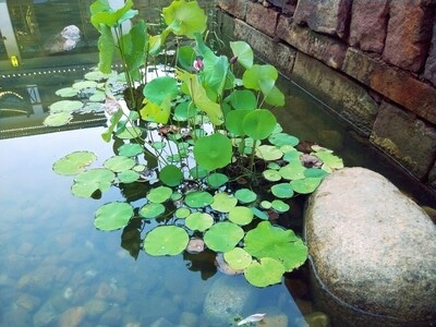 荷-花盆-植物-荷叶-植物 图片素材
