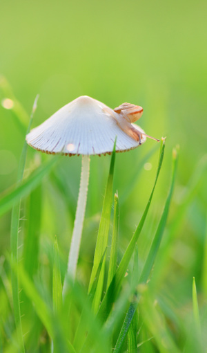 蜗牛-蘑菇-微距-露水-光影 图片素材
