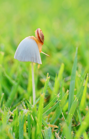 蜗牛-蘑菇-微距-露水-光影 图片素材