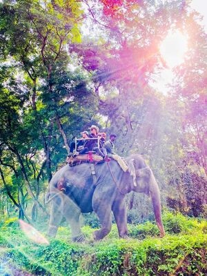 尼泊尔-国家森林公园-野生动物-旅行-奇特旺 图片素材