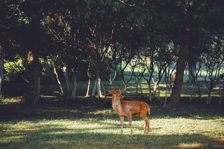 动物-自然-森林-安静-鹿 图片素材