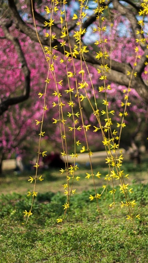 春天-迎春花-植物园-植物园-迎春花 图片素材