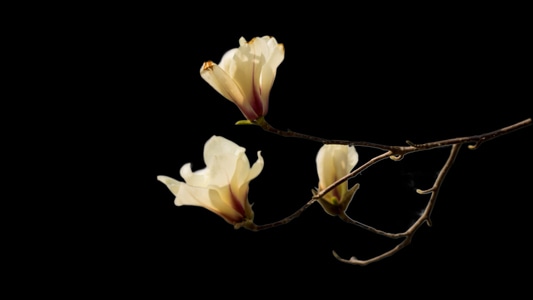 玉兰花-春天-暗调-植物-花卉 图片素材