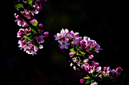 海棠花-花-花-海棠花-植物 图片素材
