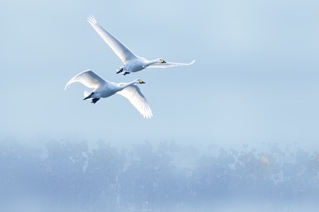 鸟-飞行-野生动物-自然-鸟类 图片素材