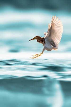 我的2019-飞行-鸟-水面-野生动物 图片素材