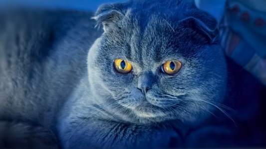 你好2020-有趣的瞬间-自然-猫咪-猫 图片素材