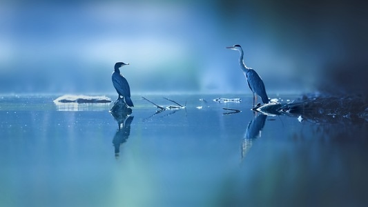 鸟类-水面-自然-有趣的瞬间-野生动物 图片素材