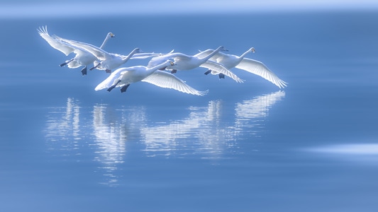 天鹅-飞行-你好2020-野生动物-自然 图片素材