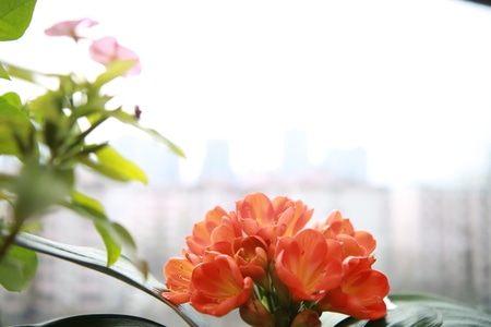 春景-2020-风景-花-花卉 图片素材