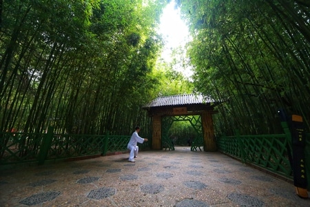 风景-人物-道路-竹林-风景 图片素材
