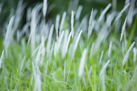 植物-绿色-芦苇-风-春天 图片素材