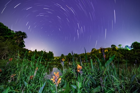 星轨-植物园-长曝光-夜景-草地 图片素材