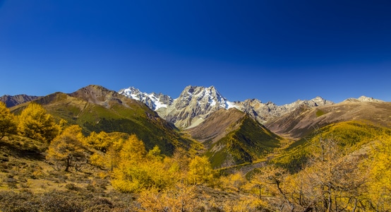 蓝天-雪山-金黄-秋天-高原 图片素材