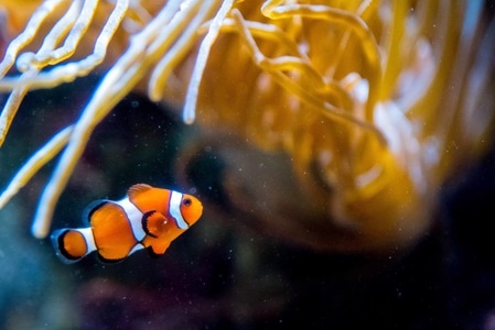 小丑鱼-水族馆-品川-日本-旅行 图片素材
