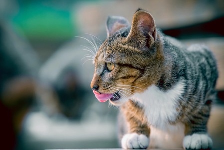 猫-动物-户外-动物-猫 图片素材