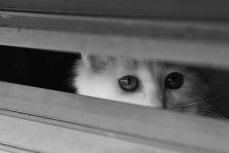 猫咪-户外-动物-猫咪-猫 图片素材