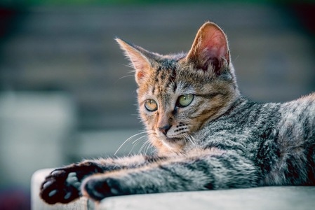 猫-动物-户外-动物-猫 图片素材