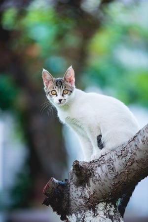 动物-猫咪-户外-动物-猫咪 图片素材