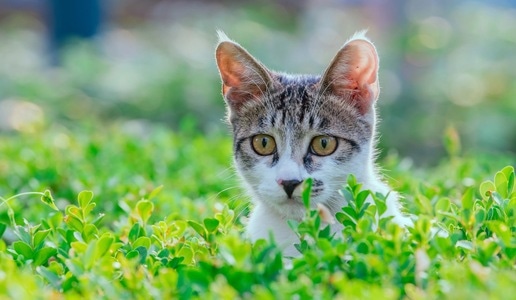 户外-动物-猫-猫-动物 图片素材