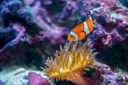 小丑鱼-水族馆-品川-日本-旅行 图片素材
