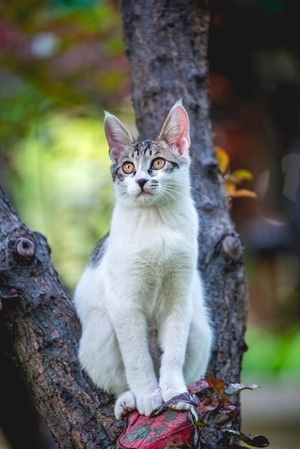 动物-猫咪-户外-动物-猫咪 图片素材