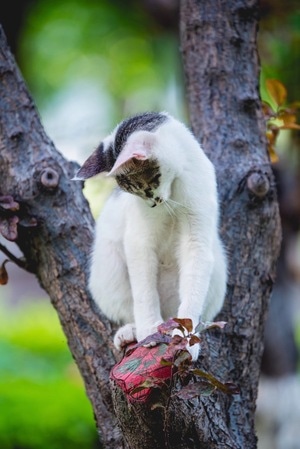 动物-猫咪-户外-动物-猫咪 图片素材