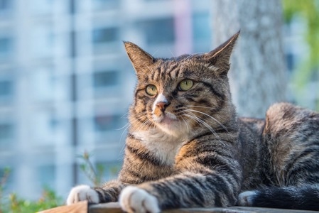 猫-动物-户外-猫-动物 图片素材