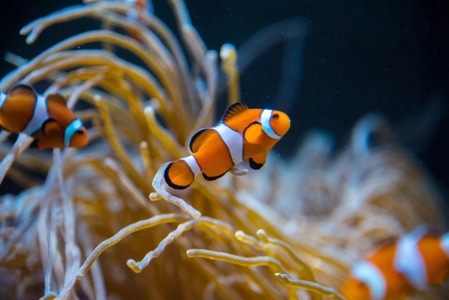 小丑鱼-水族馆-品川-日本-旅行 图片素材