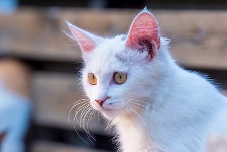 猫-动物-户外-猫-动物 图片素材