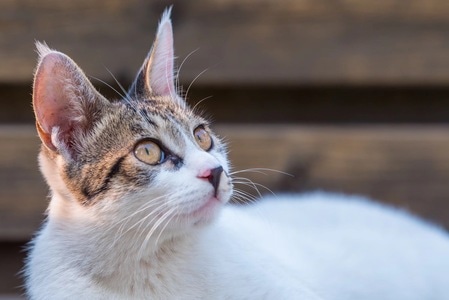 户外-动物-猫-猫-动物 图片素材