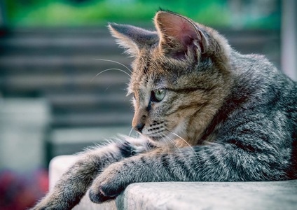 猫-动物-户外-猫-动物 图片素材