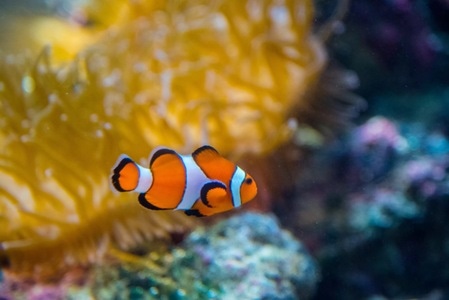 小丑鱼-水族馆-品川-日本-旅行 图片素材
