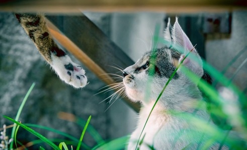 有趣的瞬间-猫-动物-猫-宠物猫 图片素材