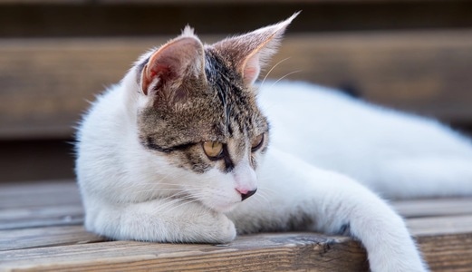 户外-动物-猫-动物-猫 图片素材