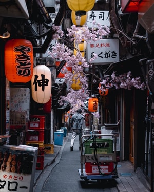日本-旅行-城市-樱花-春天 图片素材