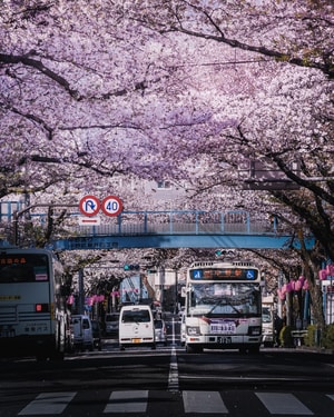日本-东京-城市-春天-樱花 图片素材