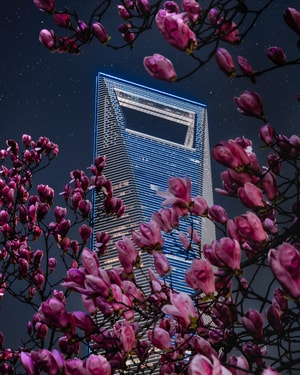 陆家嘴-城市-夜晚-中国-上海 图片素材