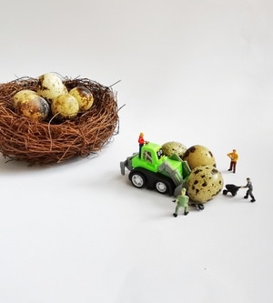 手机静物美食摄影-饰品-鸟蛋-蛋-鹌鹑蛋 图片素材
