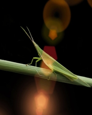 昆虫记-手机微距摄影-节肢动物-昆虫-蝗虫 图片素材